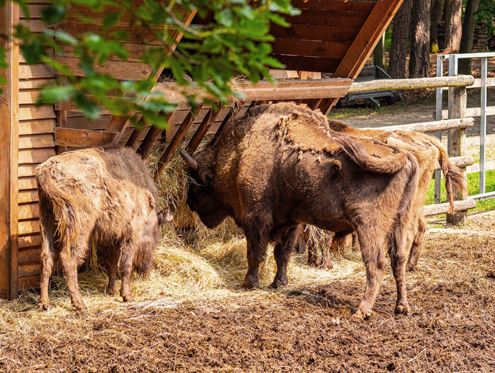 Zagroda Pokazowa Żubrów na wyspie Wolin