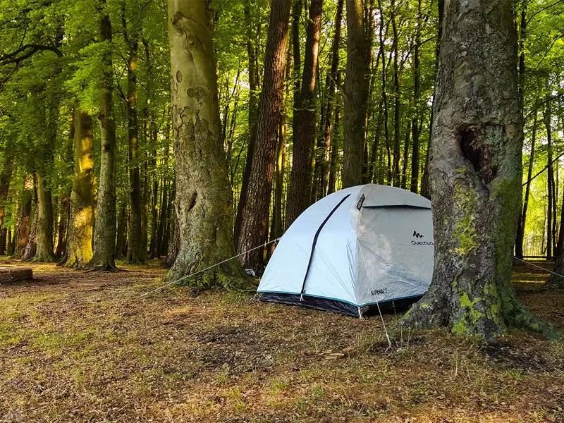 Program Zanocuj w lesie